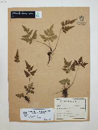 Asplenium pumilum image