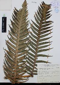 Woodwardia spinulosa image