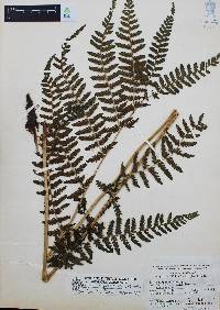 Athyrium arcuatum image