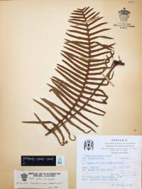 Polypodium sanctae-rosae image