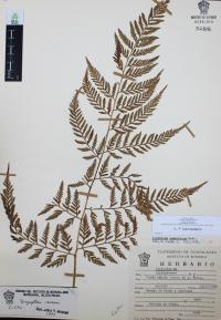 Dryopteris rossii image