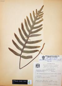 Phlebodium areolatum image