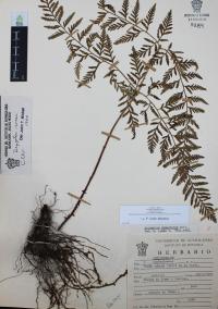 Dryopteris rossii image