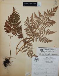 Dryopteris rossii image