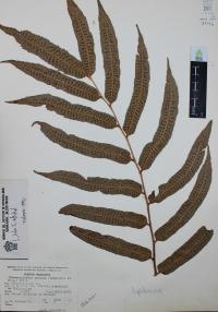Phanerophlebia nobilis image