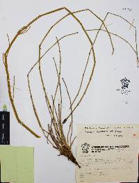 Equisetum myriochaetum image