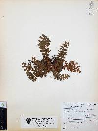Notholaena brachypus image