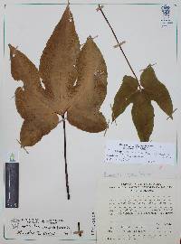 Bommeria elegans image