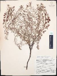 Krameria prostrata image