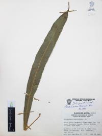 Campyloneurum xalapense image