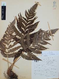 Woodwardia spinulosa image