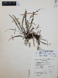 Asplenium fibrillosum image