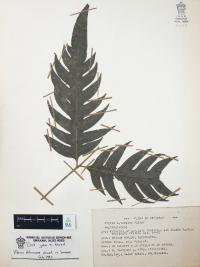 Pteris altissima image