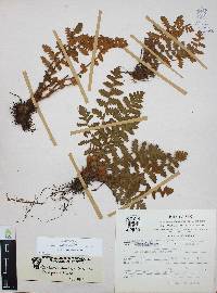 Notholaena brachypus image