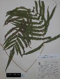 Thelypteris puberula image