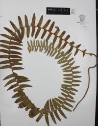 Nephrolepis undulata image