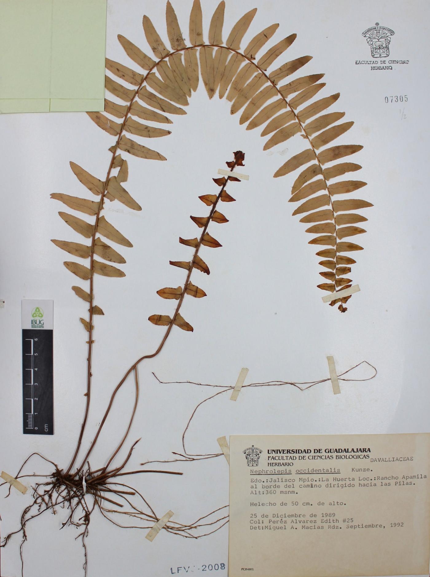 Nephrolepis undulata image