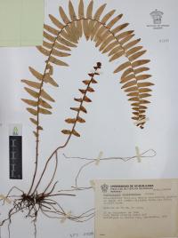 Nephrolepis undulata image