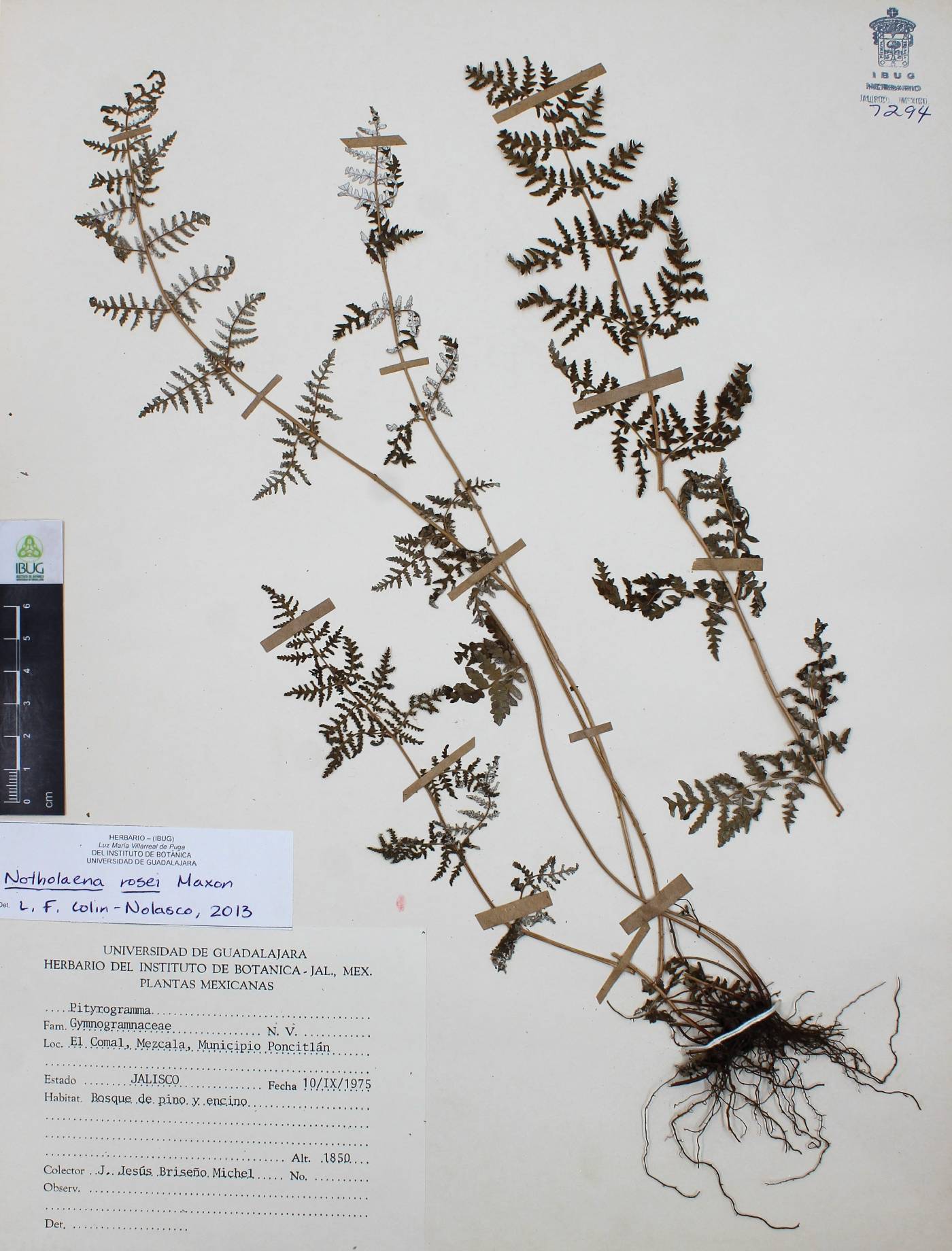 Notholaena rosei image