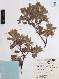 Arctostaphylos pungens image