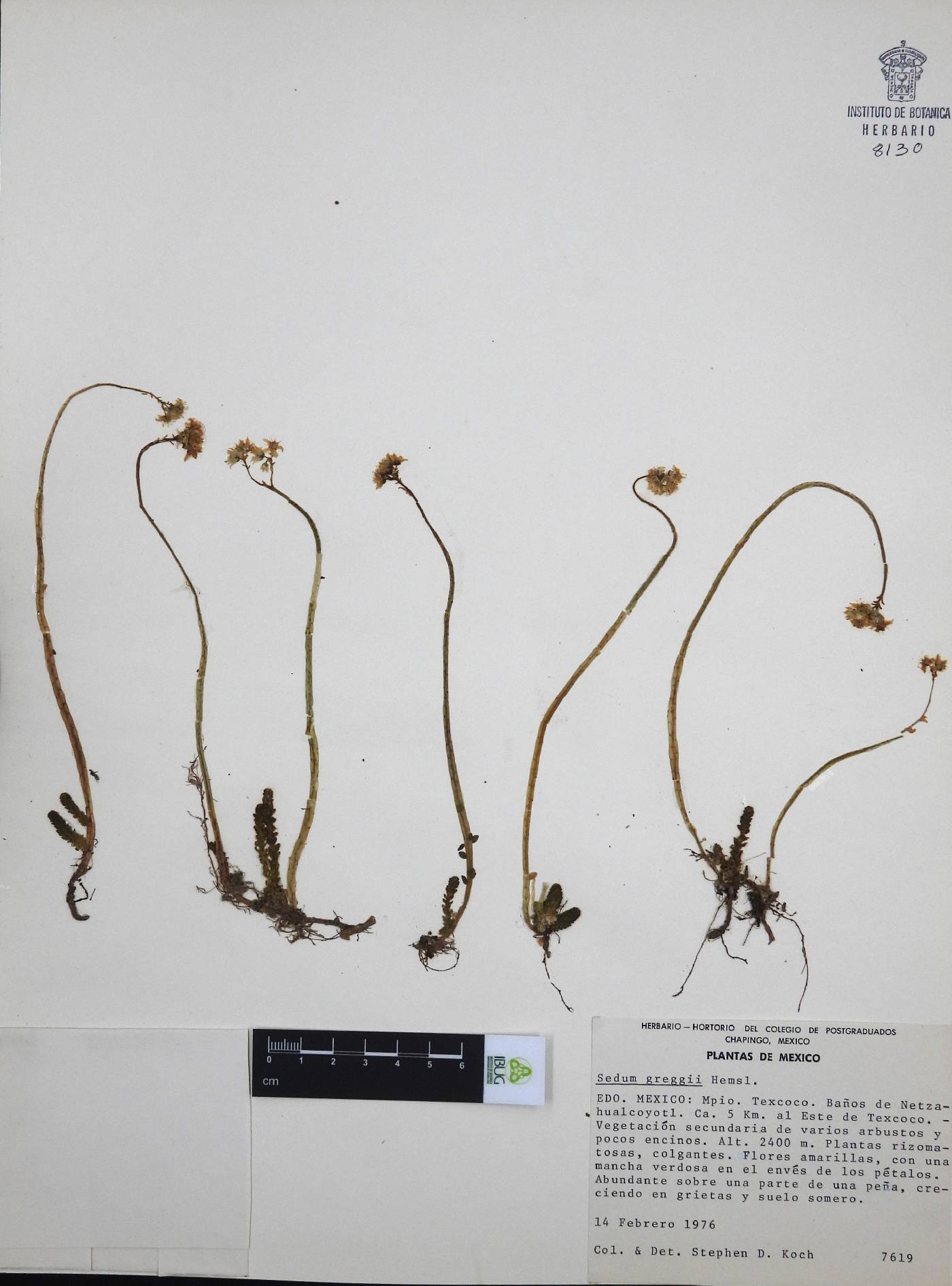 Sedum greggii image