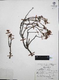 Sedum griseum image