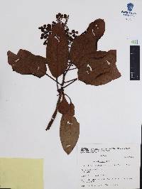 Arbutus xalapensis image