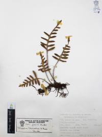Pleopeltis thyssanolepis image