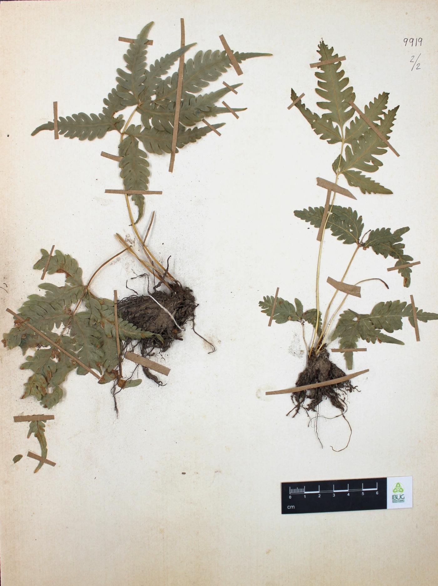Pteris biaurita image