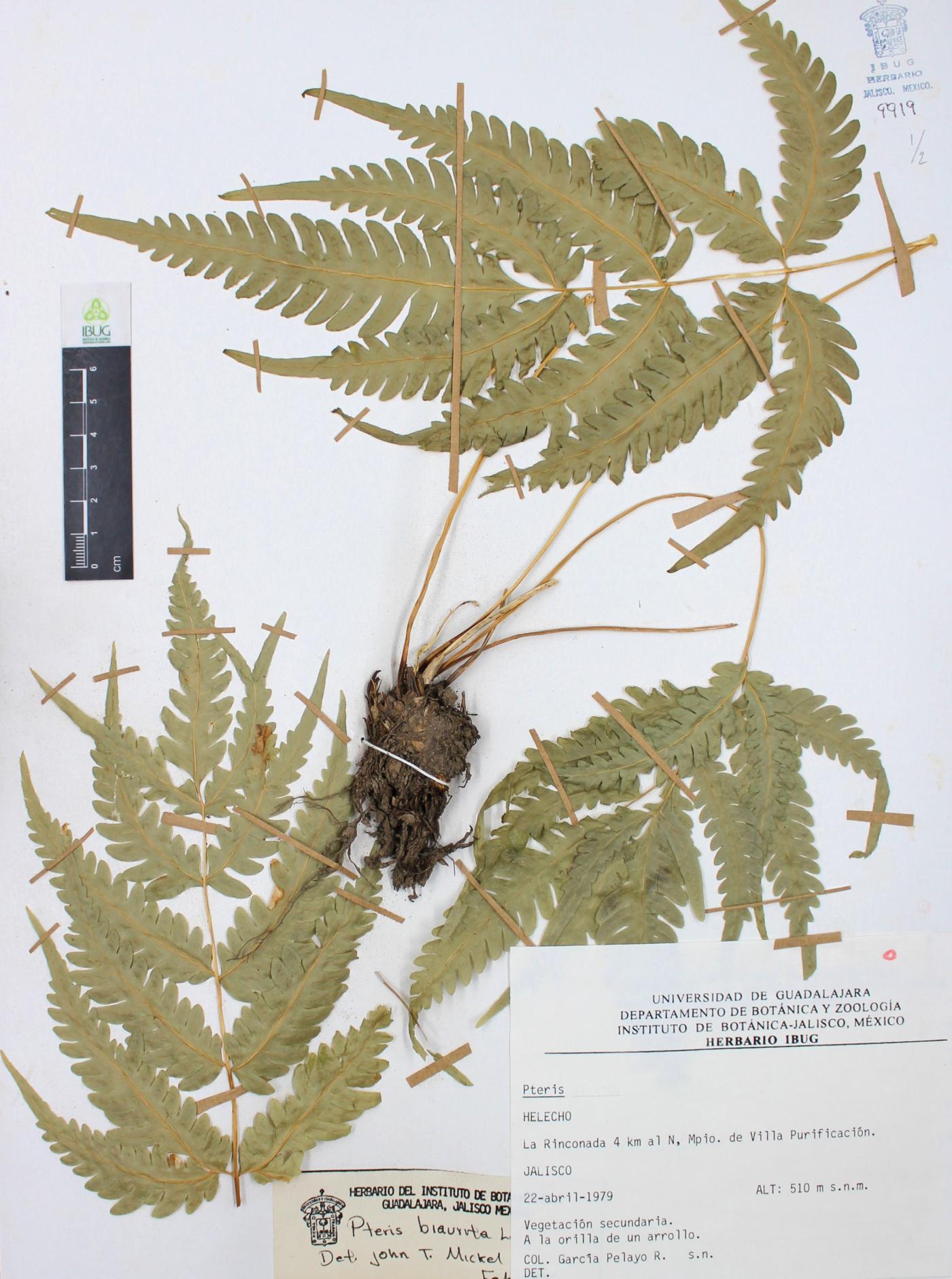 Pteris biaurita image