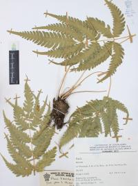 Pteris biaurita image