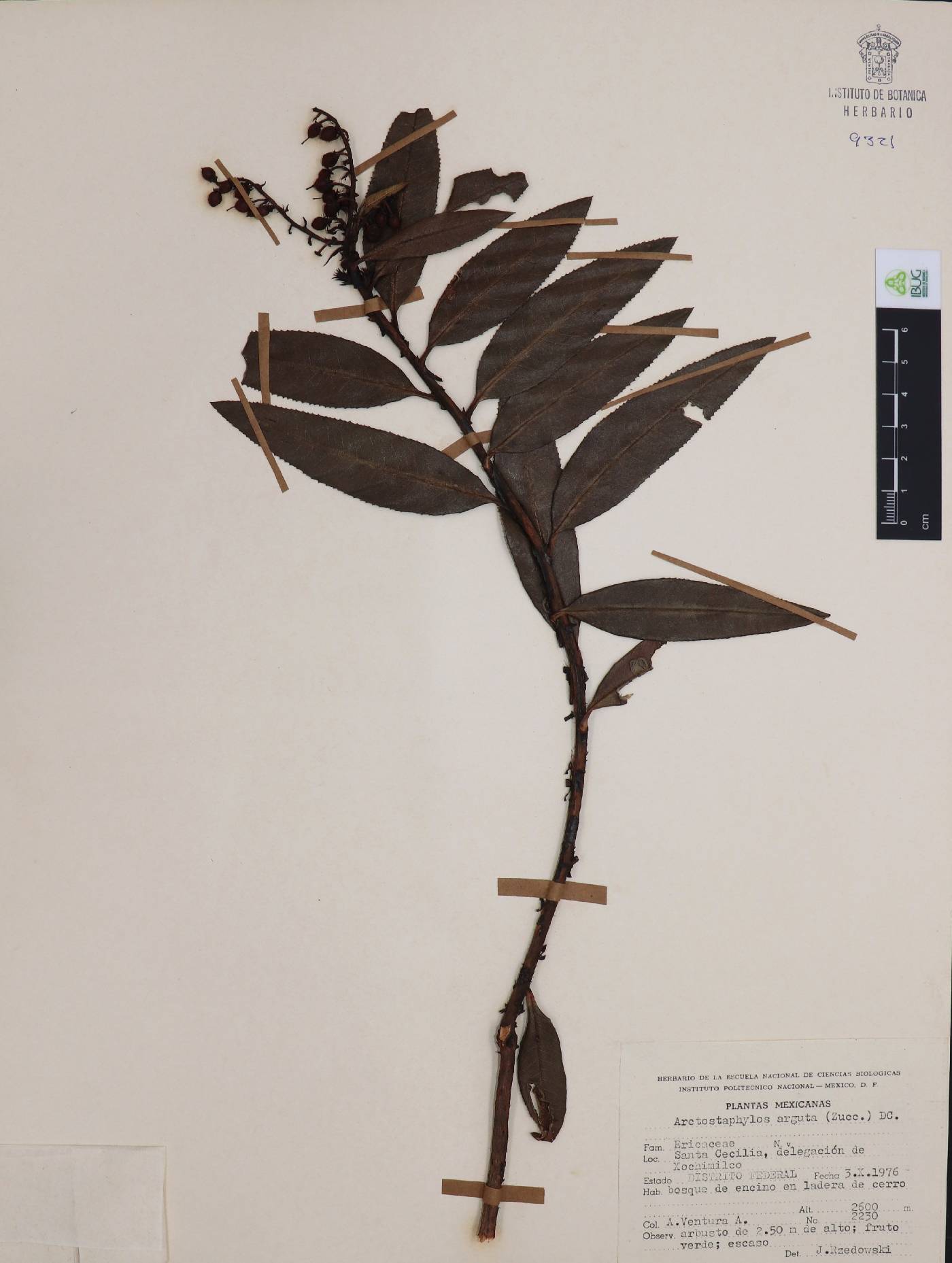 Arctostaphylos arguta image