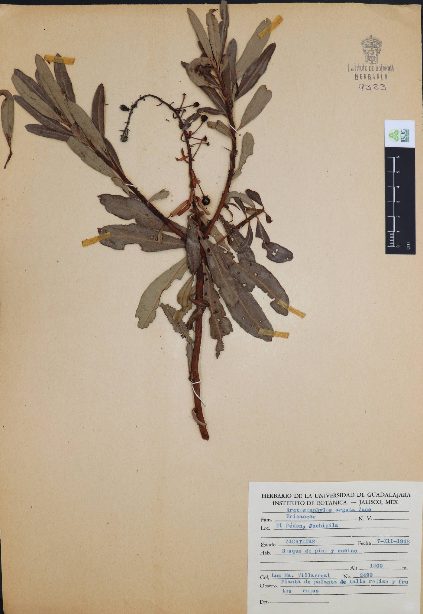 Arctostaphylos arguta image