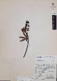 Comarostaphylis glaucescens image