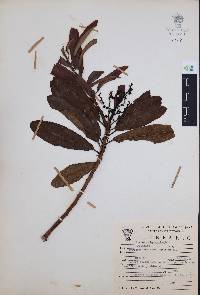 Comarostaphylis discolor image