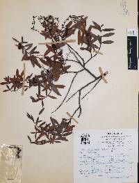 Vaccinium stenophyllum image