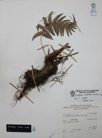 Dryopteris wallichiana image