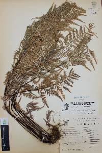 Pityrogramma calomelanos image