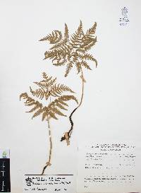 Pteridium feei image