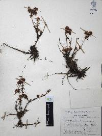 Villadia batesii image