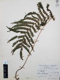 Thelypteris concinna image
