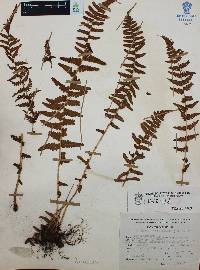 Woodsia mollis image