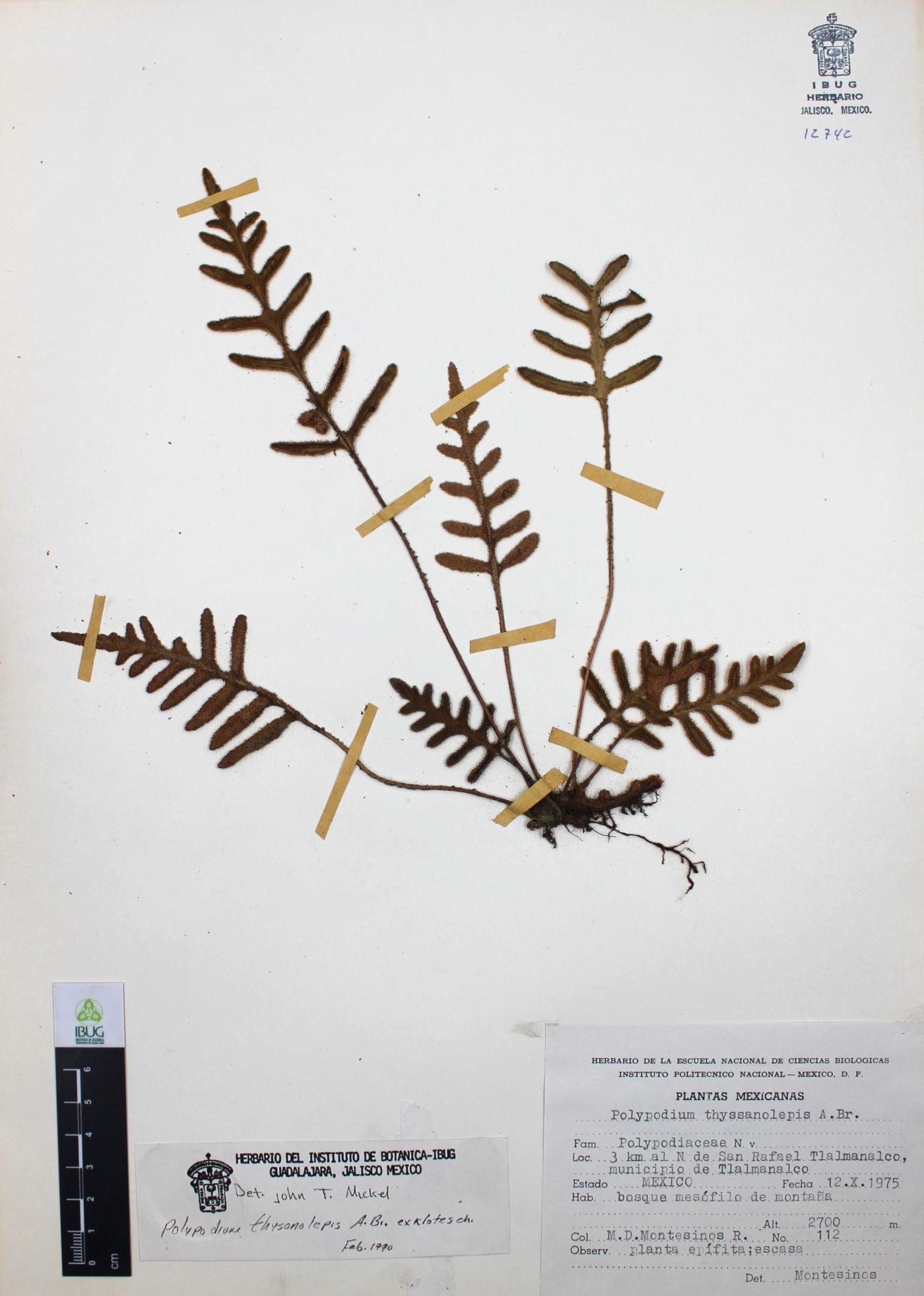 Pleopeltis thyssanolepis image