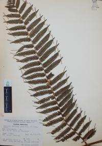 Nephelea mexicana image