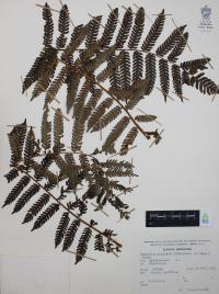 Nephelea mexicana image