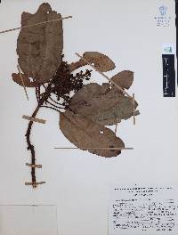 Arbutus xalapensis image