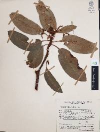 Arbutus xalapensis image