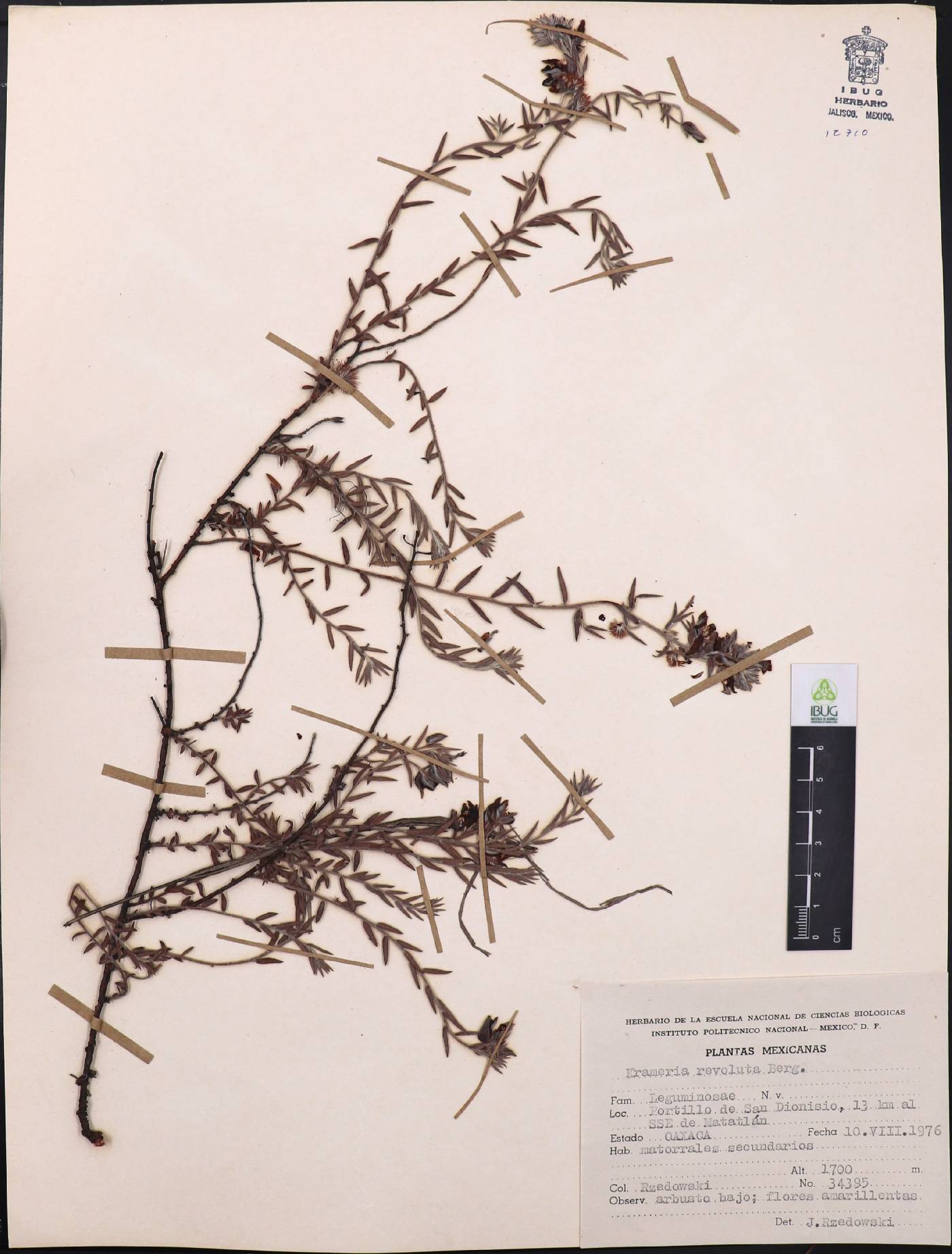 Krameria revoluta image