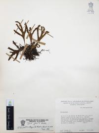 Pleopeltis angusta image