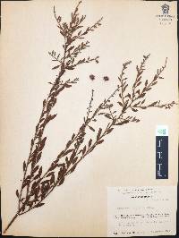 Krameria cuspidata image